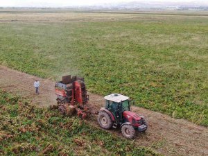 Elazığ’da Şeker Pancarı Mesaisine Başlayan Çiftçiler Fiyattan Memnun
