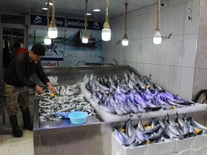 Palamut Bereketi Sürüyor