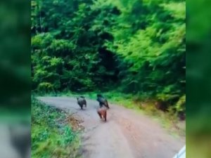 Domuzlar Kameraya Yakalandı