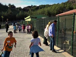 Amasya Belediyesi’nden Sokak Hayvanları İçin Yerden Isıtmalı Otel