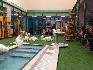 Dünyaca Ünlü Van Kedilerine 2022 Yılında Ziyaretçi Akını