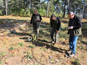 Bölge Müdürü Dündar, Domaniç Ormanlarında İncelemelerde Bulundu
