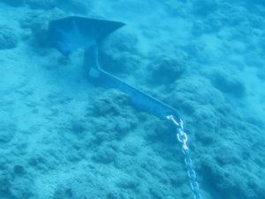 Denizin Amazon Ormanları 7 Yıl İçinde Böyle Yok Oldu