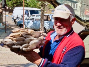 Çobanın Bulduğu Dev Mantar Görenleri Hayrete Düşürdü
