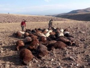 Iğdır’da Yıldırım İsabet Eden 56 Koyun Telef Oldu