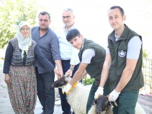 Aydın Büyükşehir Belediyesi Çine Çaparı Ve Sakız Koçu Dağıtımına Devam Ediyor