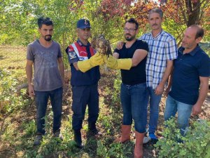 Yaralı Şahin Tedavi Altına Alındı