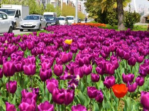 Samsun 405 Bin Çiçekle Süslenecek