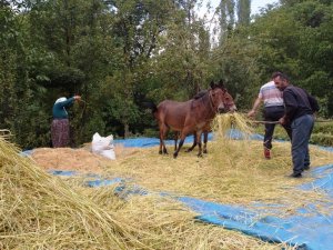 Bitlis’te Geleneksel Yöntemlerle Pirinç Hasadı Yapılıyor