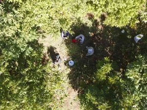 Tatvan’da Ceviz Hasadı Başladı