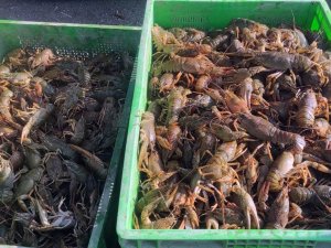 Bozkırdan Avrupa’ya Kerevit İhracatı