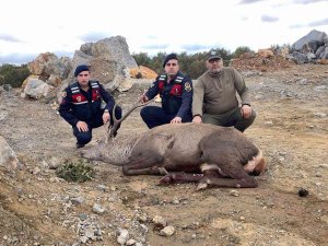 Jandarma Ekiplerince Bulunan Yaralı Geyik Tedavi Edildi