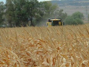Eskişehir’de Mısır Verimi Yüz Güldürdü