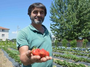 Tavşanlı’nın Kuruçay Beldesinde Çilek Üretimi Yaygınlaşıyor