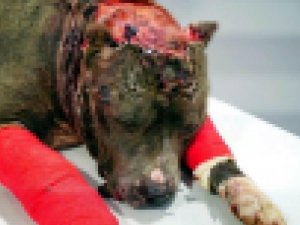 Son 12,5 Yılda Hayvanlara Kötü Davrananlara 643 Bin Tl Ceza Kesildi