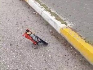 Kafasına Poşet Geçen Kargayı Öğretmen Kurtardı