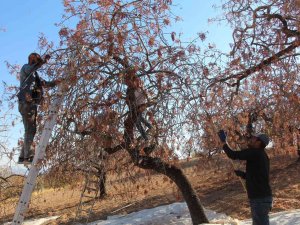 Siirt’te Bıttım Toplanmaya Başlandı