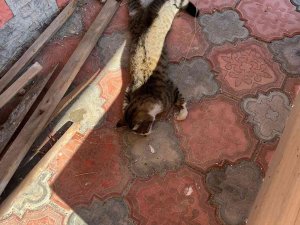 Mersin’de Köpek Ve Kedileri Zehirleyen Şahıs Gözaltına Alındı