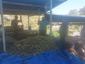 Hatay’da Üzümler "Çalpak Pekmezi"ne Dönüştürüldü