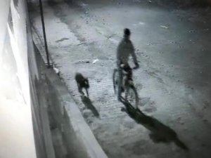 Iğdır’da Pitbull Cinsi Köpek İle Hırsızlık