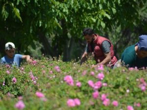 Isparta’da Gül Çiçeği Taban Fiyatı 22 Lira Olarak Açıklandı