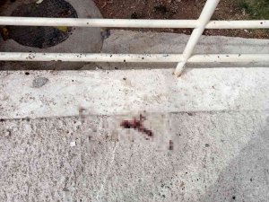 7. Kattan Atlayarak İntihar Etti