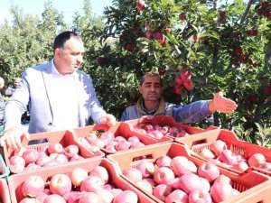 Eğirdir’de 61 Bin Dekarlık Elma Bahçesinden 400 Bin Ton Rekolte Bekleniyor