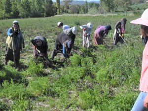 Samsun’da 11 Bin 456 Çiftçiye Fide, Fidan Ve Tohum Desteği