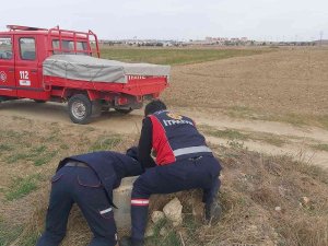 Su Kuyusuna Düşen Köpek Kurtarıldı