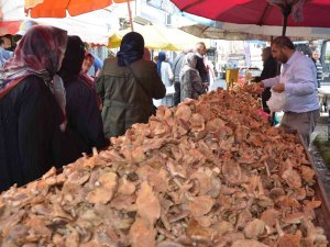 Ordu’da Fındık Tirmidi Bolluğu: Kilosu 50 Liradan Satılıyor