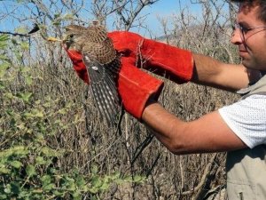 Ayağı İpe Bağlanmış Atmaca Kurtarılarak Doğaya Salındı