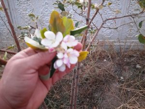 Kulu’da Ekim Ayında Elma Fidanı Çiçek Açtı