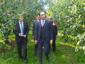 Çaycuma’da ‘Deveci Armudu Hasat Şenliği’ Gerçekleşti