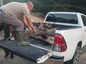 Bir Haftadır Kaçan Geyik Yeniden Spil Milli Parkı’nda