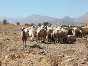 Yayladan Dönüşler Devam Ediyor
