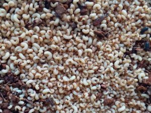 Artvin Ormanlarında 56 Yıldır Zararlı Böceklerle Mücadele Sürüyor