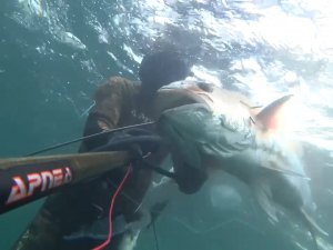 Rekortmen Dalgıç, 40 Kiloluk Boyu Kadar Akya Avladı