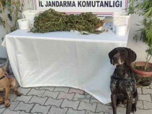 Hatay’da 2 Kilo 450 Gram Esrar Ele Geçirildi