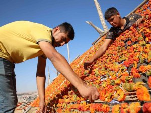 Gaziantep’te Sezonun Son Kurutmalıkları Güneşe Bırakıldı