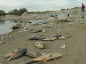 Organize Sanayi’nin Atık Suları Toplu Balık Ölümüne Neden Oldu