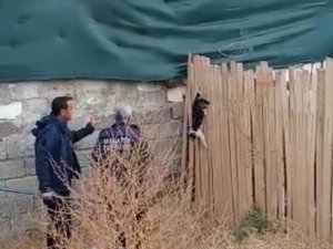 Yer Çekimine Karşı Koyan Kedi