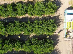 Mandalina Çiftçinin Yüzünü Güldürüyor