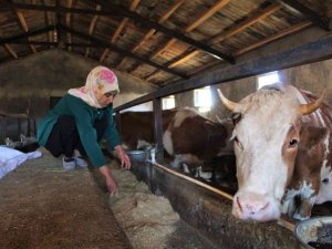 Üniversiteyi Bitirdi, Devletten Aldığı Destek İle Genç Yaşta Besici Oldu