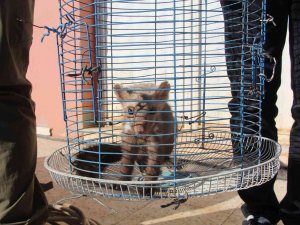 Kümese Giren Gelincik 9 Tavuğu Telef Etti, Hayvan Sahibi Gelinciği Ödüllendirdi