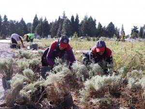 Şehir Mezarlığında Lavanta Kokusu Sardı