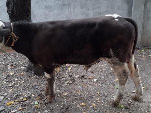 Bağ Evinden Çaldığı Hayvanlar Evinde Bulundu