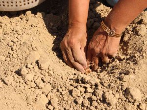 Elmalı’da Kadınlar, Altın Bitki Safranı Toprakla Buluşturdu