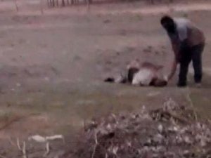 Şanlıurfa’da Dehşete Düşüren Görüntü