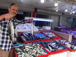 Giresunlu Balıkçılar Ucuz Balık İçin Palamut Göçünü Bekliyor