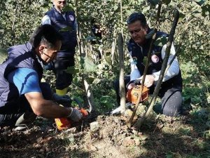 Yılmaz: “Fındıkta Verimi Arttırmak İçin Budama İşlemlerine Başlanmalı”